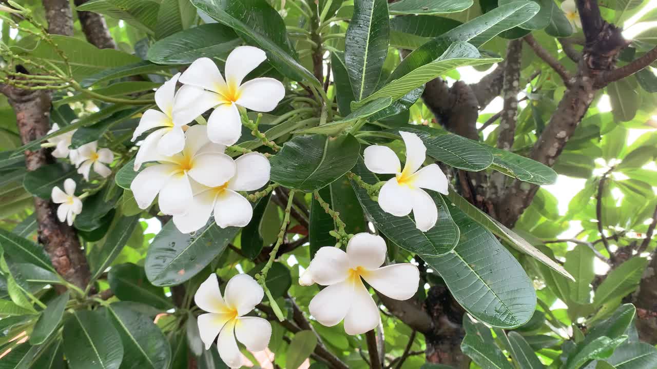 金花又名鸡蛋花，白色的花，五瓣，黄色的花心，美丽的花朵生长在亚洲，泰国，金花盛开在风中摇曳的树上。风景宜人的风景视频下载