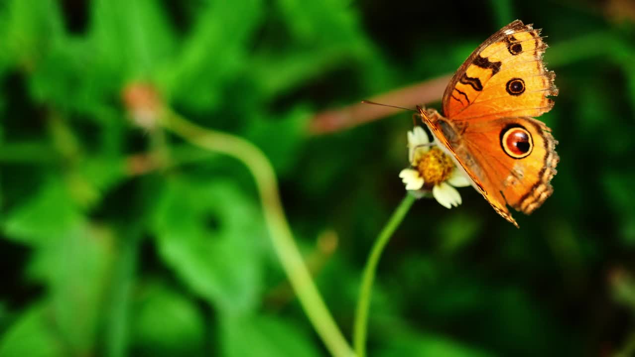 孔雀三色蝶(Junonia almana)在西班牙针叶花上寻找花蜜视频下载