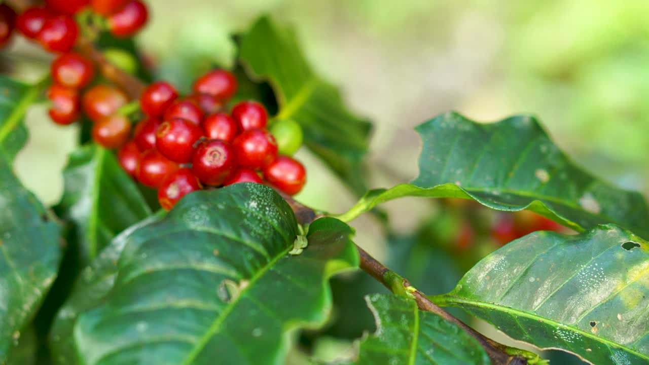 咖啡种植园。视频素材