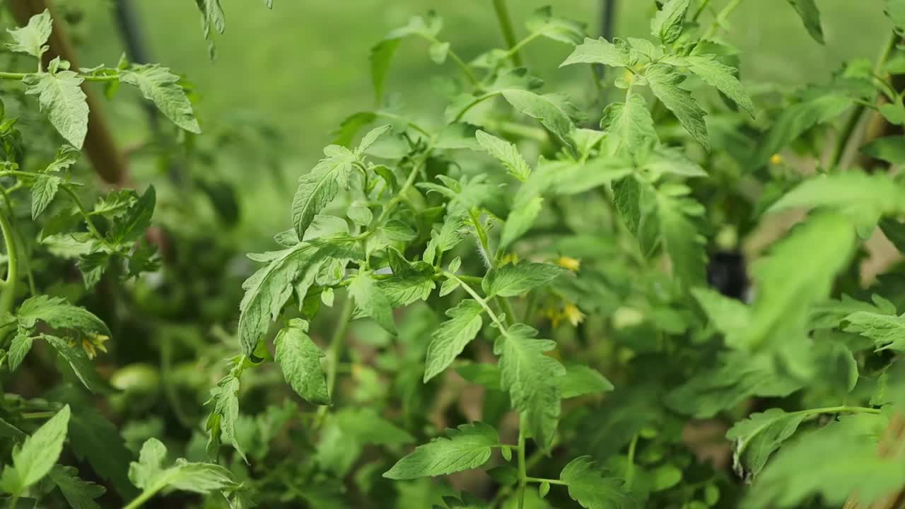 在灌木丛的绿叶上，一簇成熟的李子番茄的特写。温室蔬菜种植。高质量的全高清镜头视频素材