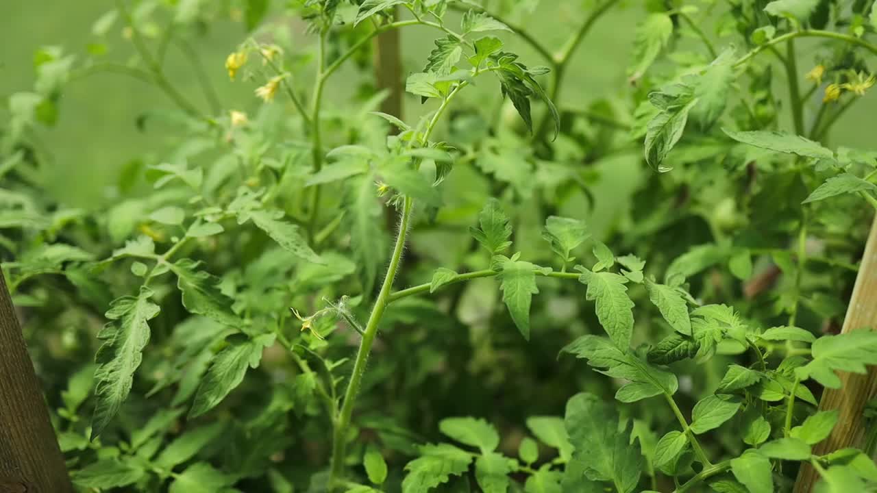 在灌木丛的绿叶上，一簇成熟的李子番茄的特写。温室蔬菜种植。高质量的全高清镜头视频素材