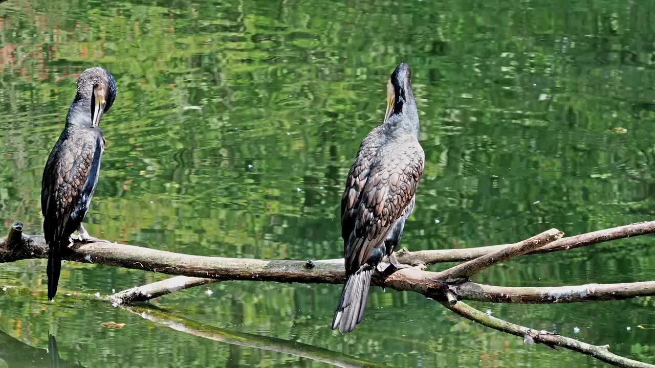 大鸬鹚，Phalacrocorax carbo，被称为北半球的大黑鸬鹚，澳大利亚的黑鸬鹚视频素材