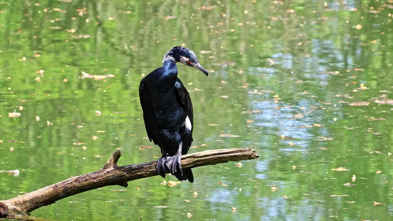 大鸬鹚，Phalacrocorax carbo，被称为北半球的大黑鸬鹚，澳大利亚的黑鸬鹚视频素材