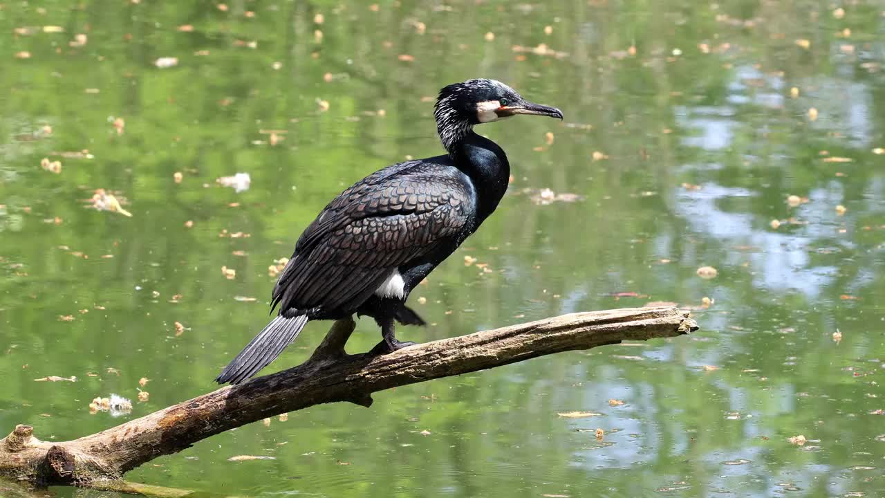 大鸬鹚，Phalacrocorax carbo，被称为北半球的大黑鸬鹚，澳大利亚的黑鸬鹚视频素材