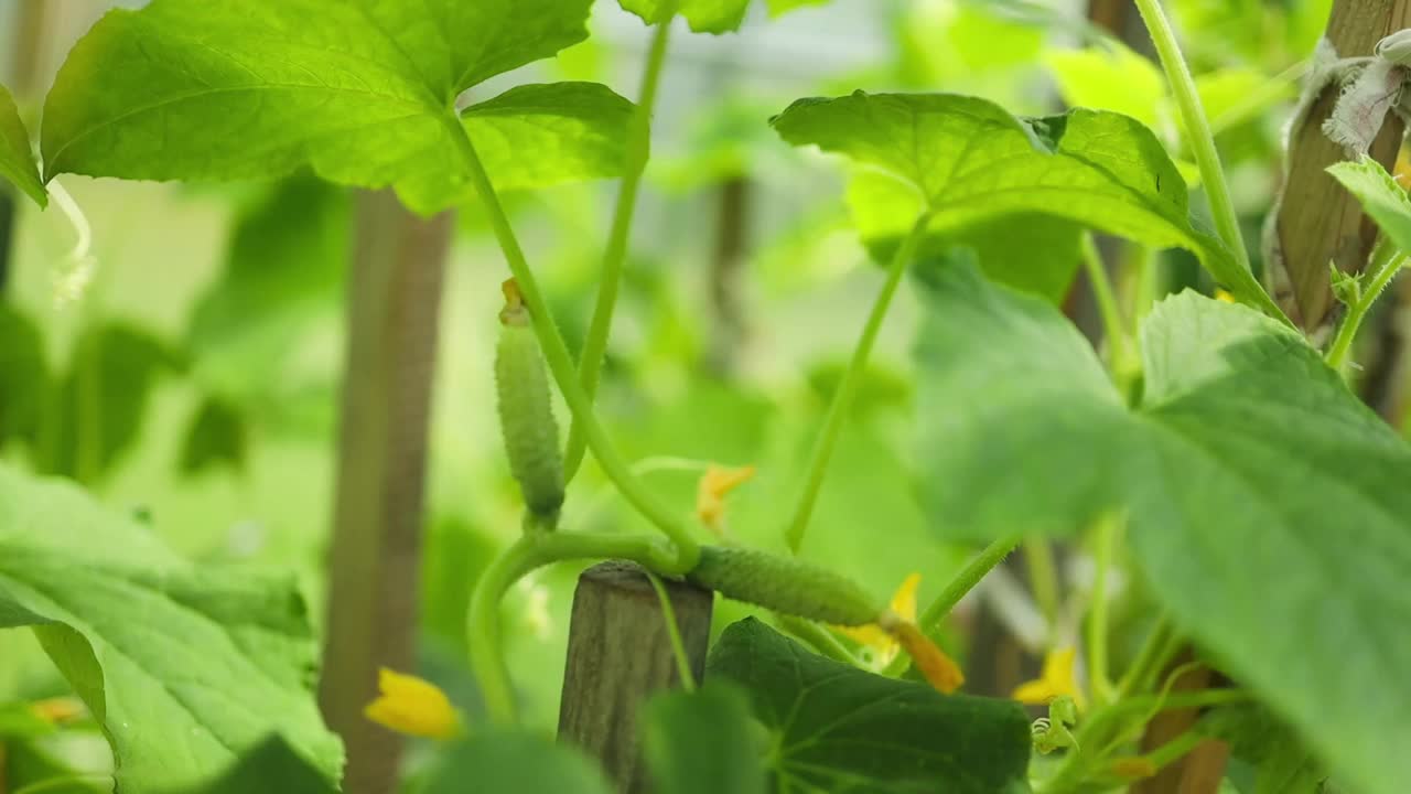 低角度的黄瓜植物在花园里，显示郁郁葱葱的叶子和土壤。黄瓜和番茄在同一个温室里相邻的床上种植。乡村业余蔬菜种植。高质量的视频素材