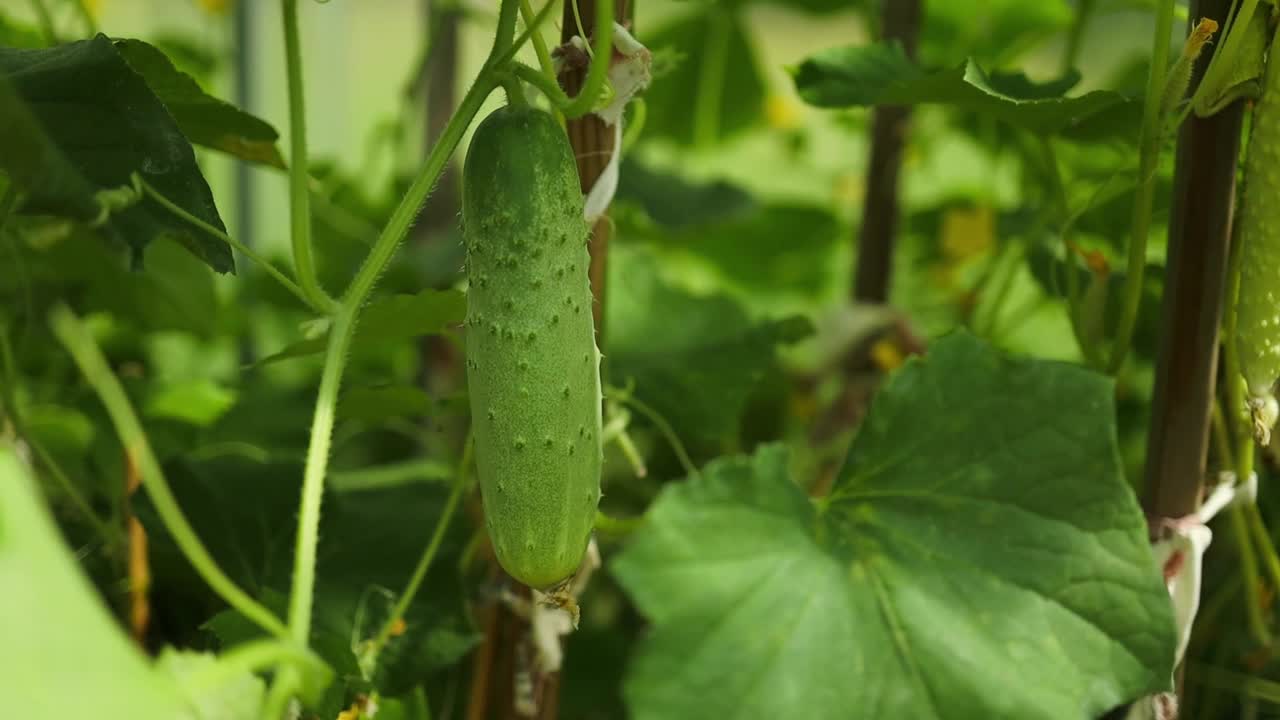 低角度的黄瓜植物在花园里，显示郁郁葱葱的叶子和土壤。黄瓜和番茄在同一个温室里相邻的床上种植。乡村业余蔬菜种植。高质量的视频素材