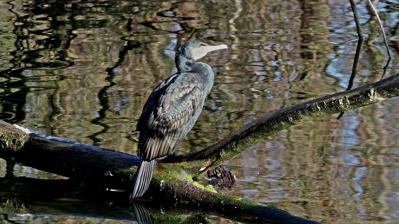 大鸬鹚，Phalacrocorax carbo，被称为北半球的大黑鸬鹚，澳大利亚的黑鸬鹚视频素材