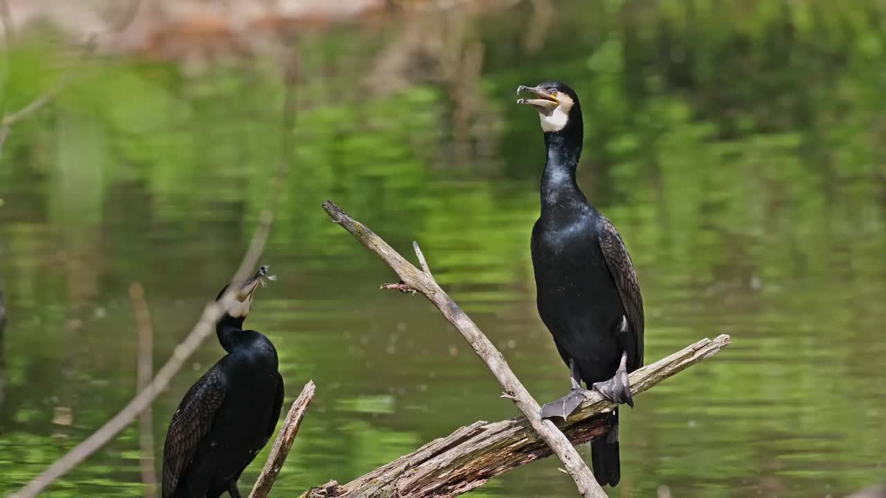 大鸬鹚，Phalacrocorax carbo，被称为北半球的大黑鸬鹚，澳大利亚的黑鸬鹚视频素材