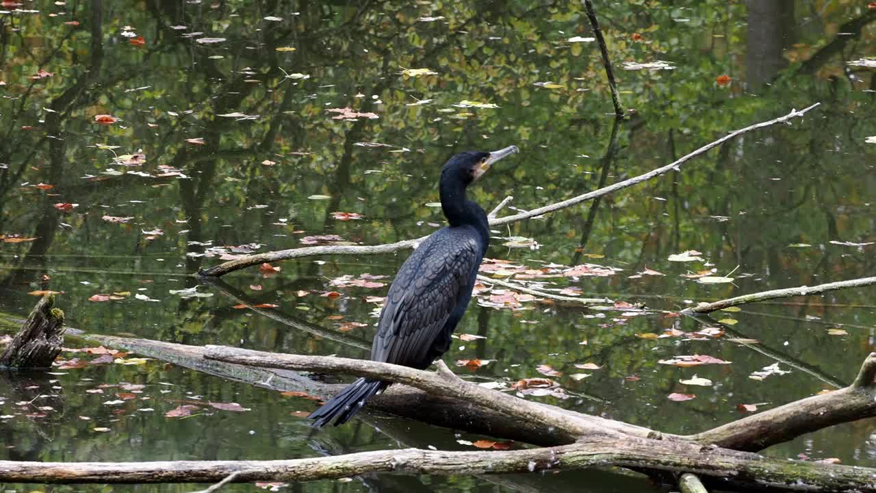 大鸬鹚，Phalacrocorax carbo，被称为北半球的大黑鸬鹚，澳大利亚的黑鸬鹚视频素材