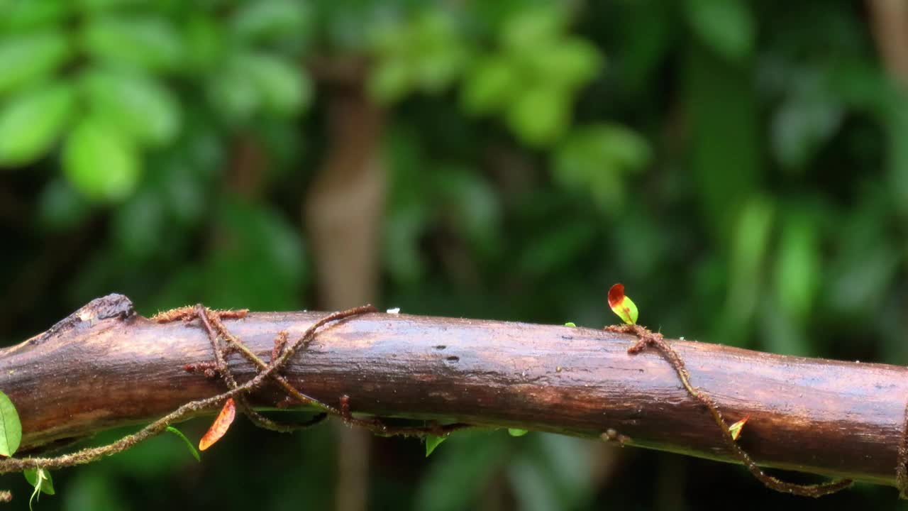 A Sayaca Tanager (Thraupis Sayaca)视频素材