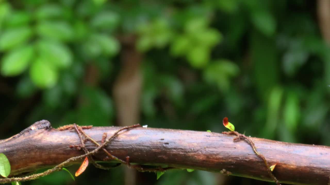 A Sayaca Tanager (Thraupis Sayaca)视频素材