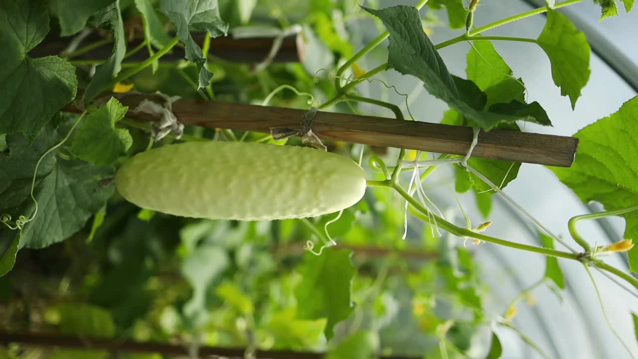 低角度的黄瓜植物在花园里，显示郁郁葱葱的叶子和土壤。黄瓜和番茄在同一个温室里相邻的床上种植。乡村业余蔬菜种植。高质量的视频素材