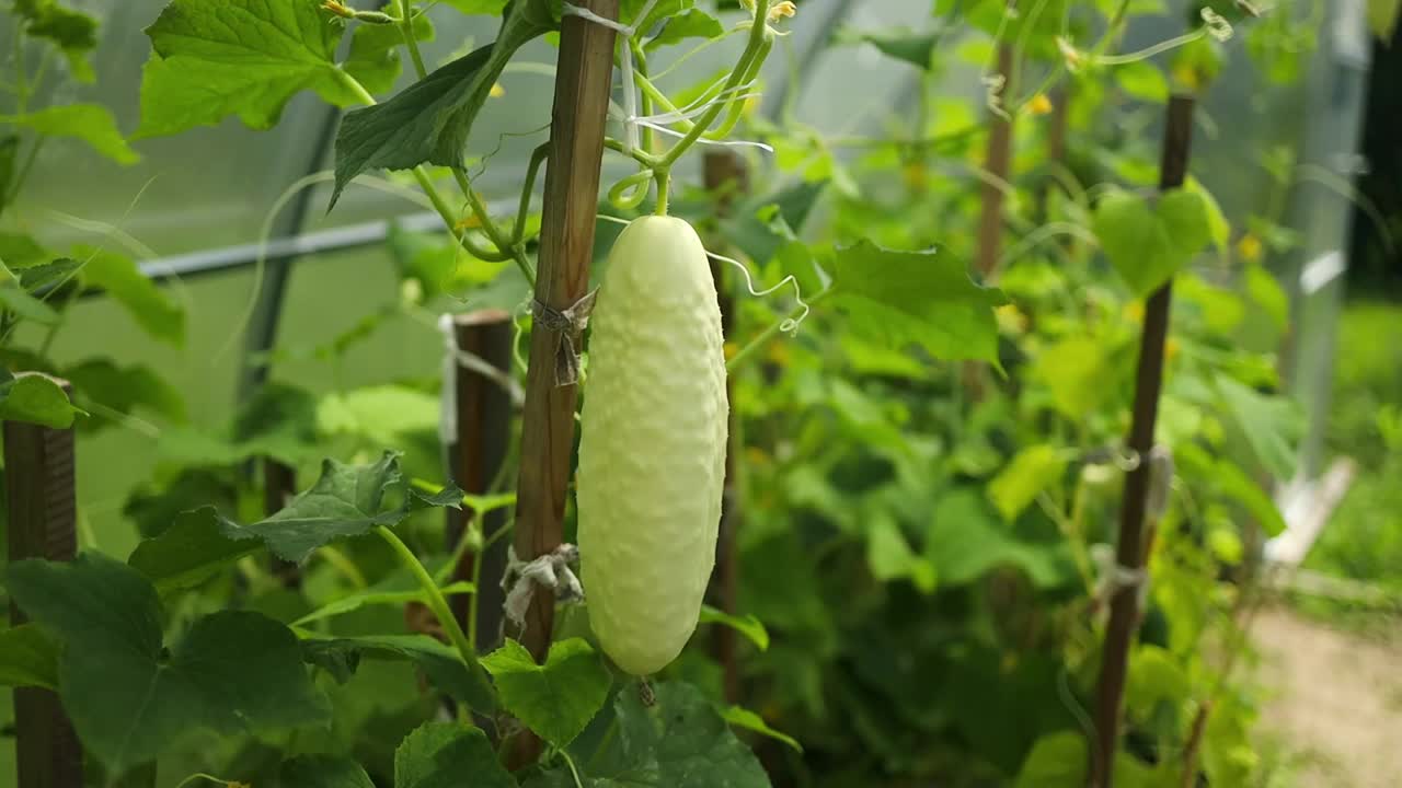 低角度的黄瓜植物在花园里，显示郁郁葱葱的叶子和土壤。黄瓜和番茄在同一个温室里相邻的床上种植。乡村业余蔬菜种植。高质量的视频素材