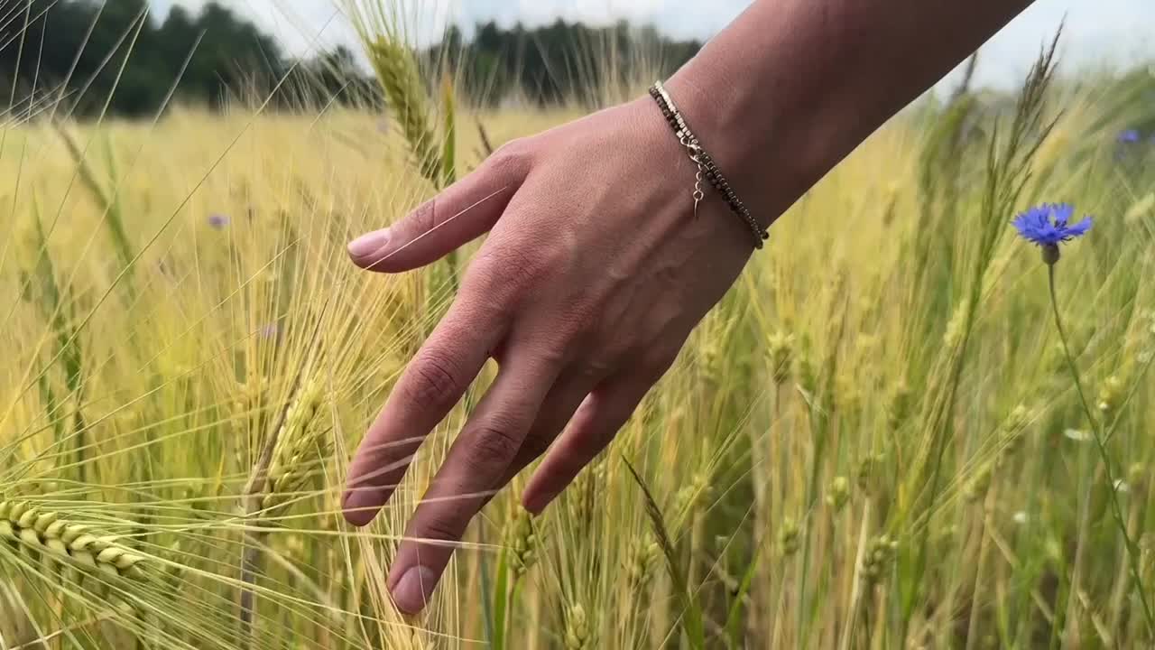 轻抚小麦作物视频下载