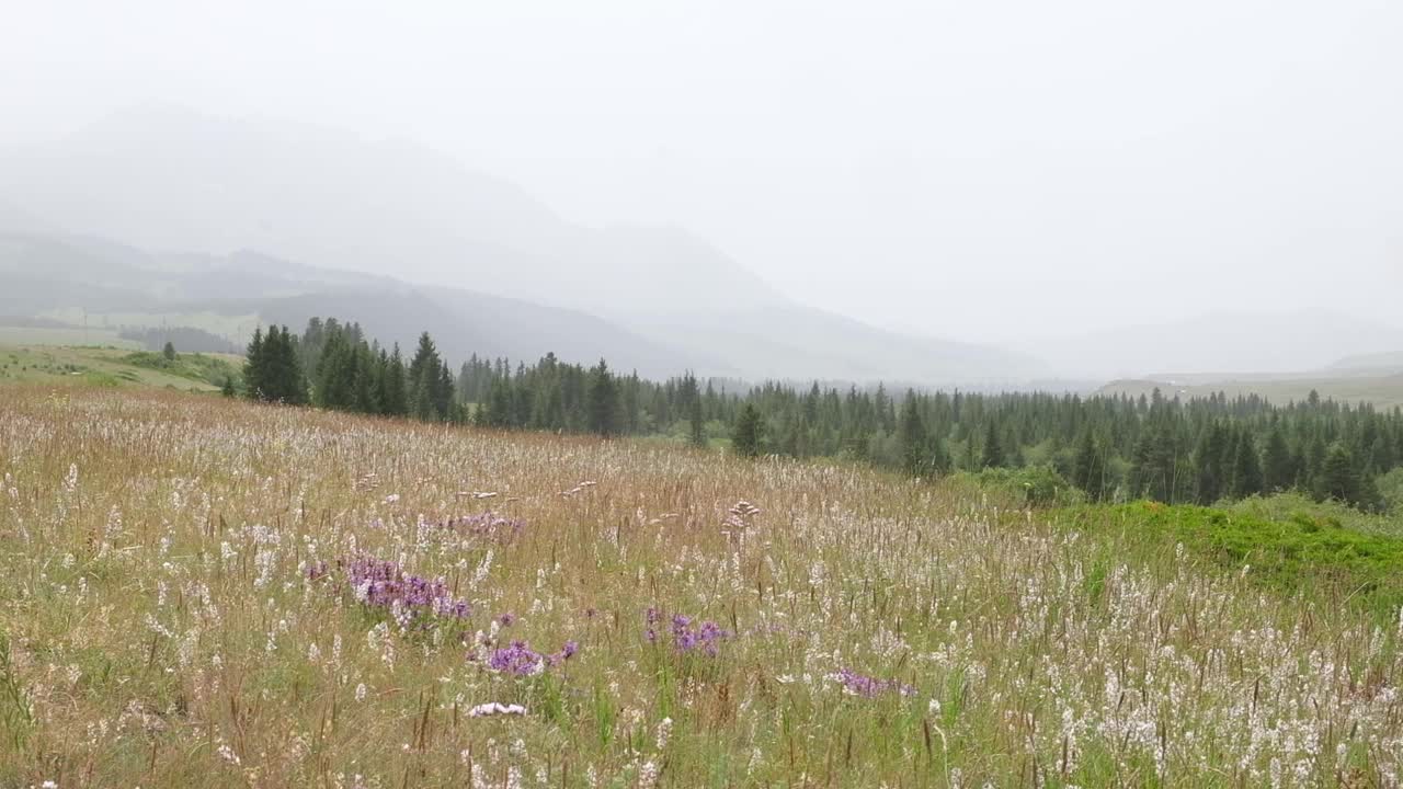 在一个晴朗的日子里，哈萨克斯坦的Tekes峡谷，在高山和冷杉树的背景下，高原上的草地和鲜花视频下载