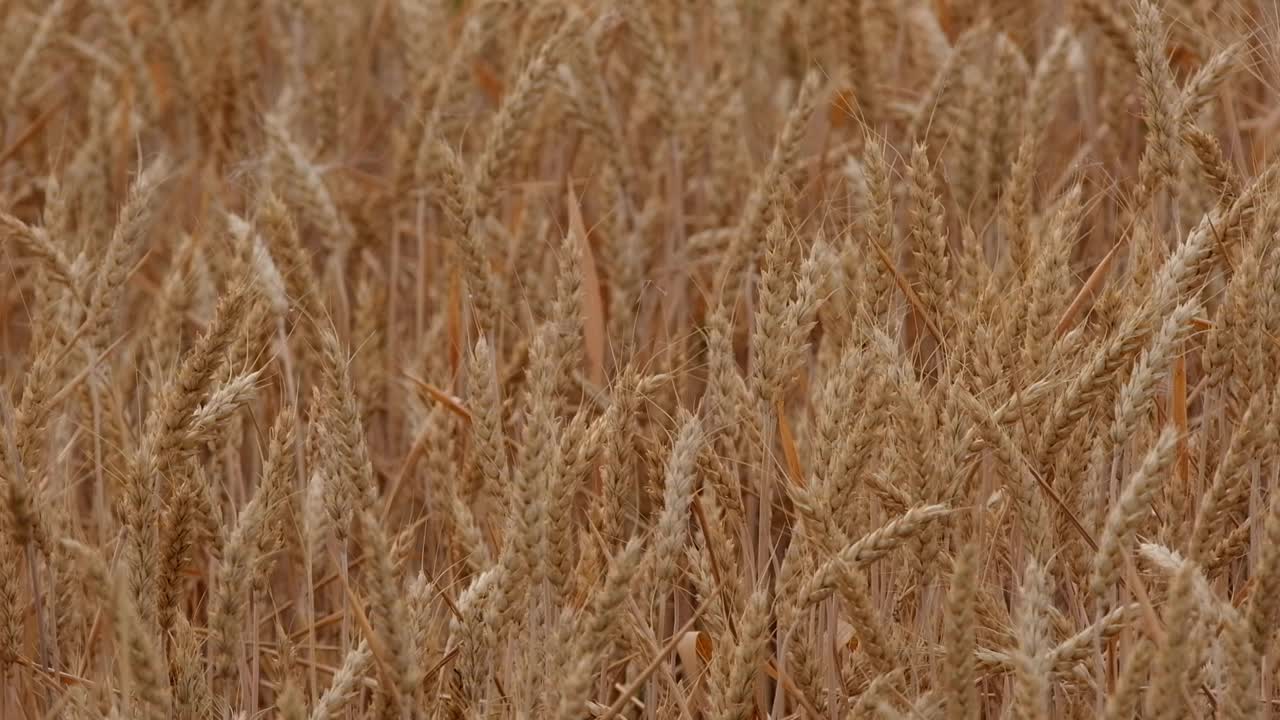 田野里成熟的麦穗在夏天随风摇摆视频下载