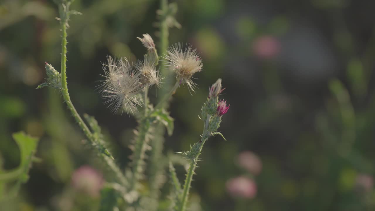 蓟在微风中摇曳视频素材