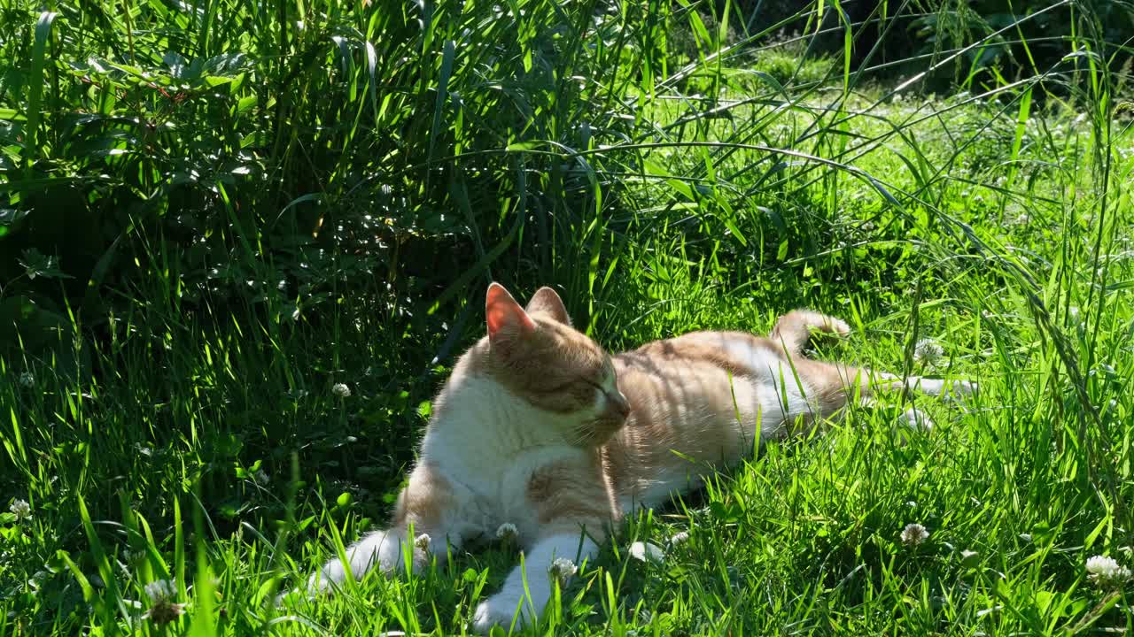 在一个炎热的夏日，一只姜黄色的猫在花园的绿荫上休息。视频下载