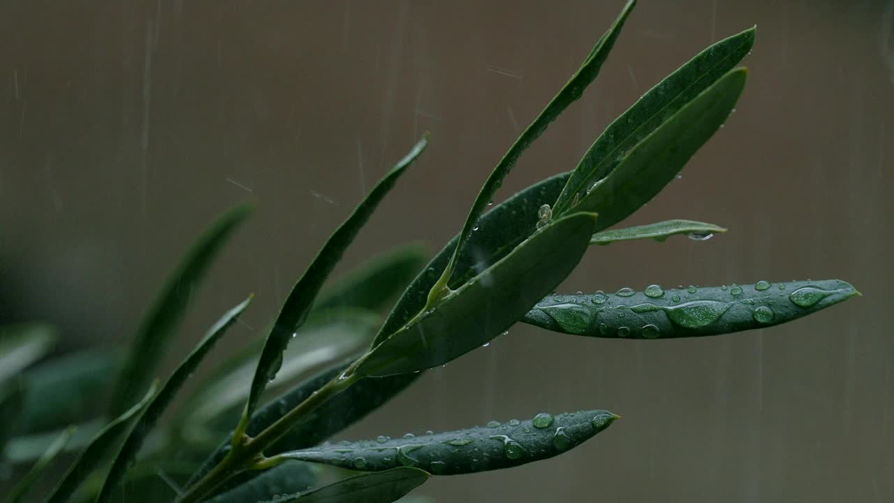 雨滴在橄榄树的树枝间流淌。视频下载