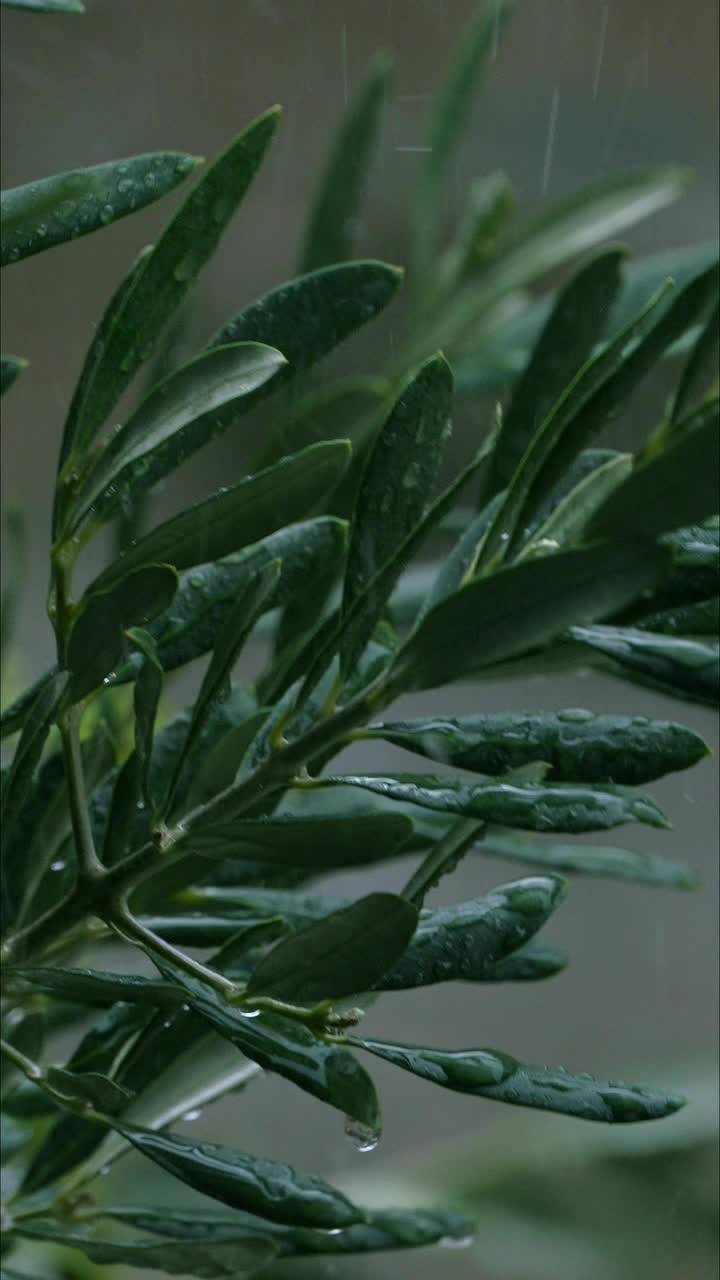 雨滴在橄榄树的树枝间流淌。视频下载