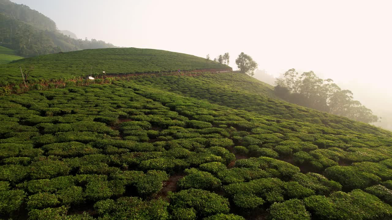 鸟瞰印度慕那尔的茶园，一排排的茶园女工正在采茶。美丽的绿色景观穆纳尔茶园，喀拉拉邦，印度南部视频素材