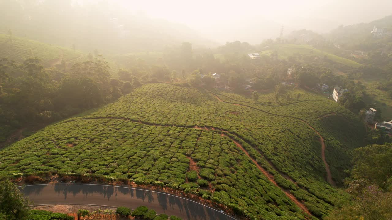 鸟瞰印度慕那尔的茶园，一排排的茶园女工正在采茶。美丽的绿色景观穆纳尔茶园，喀拉拉邦，印度南部视频素材