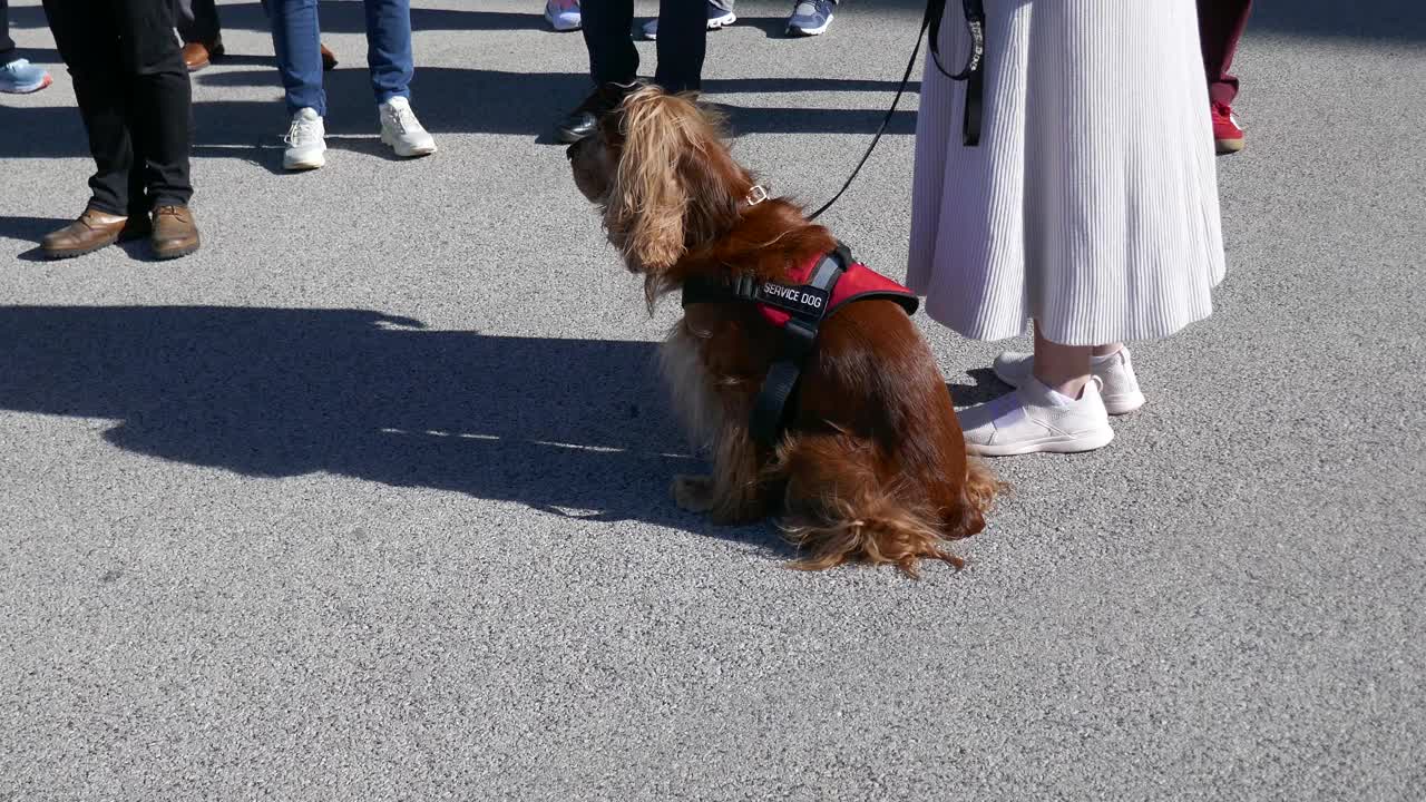 牵着狗绳的服务犬在阳光明媚的日子里坐着视频下载