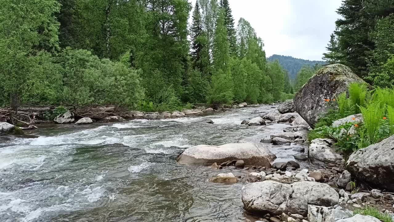 在一个多云的日子里，一条狂风暴雨的小河从山上流过夏天的森林，河岸上矗立着巨大的石头。视频下载