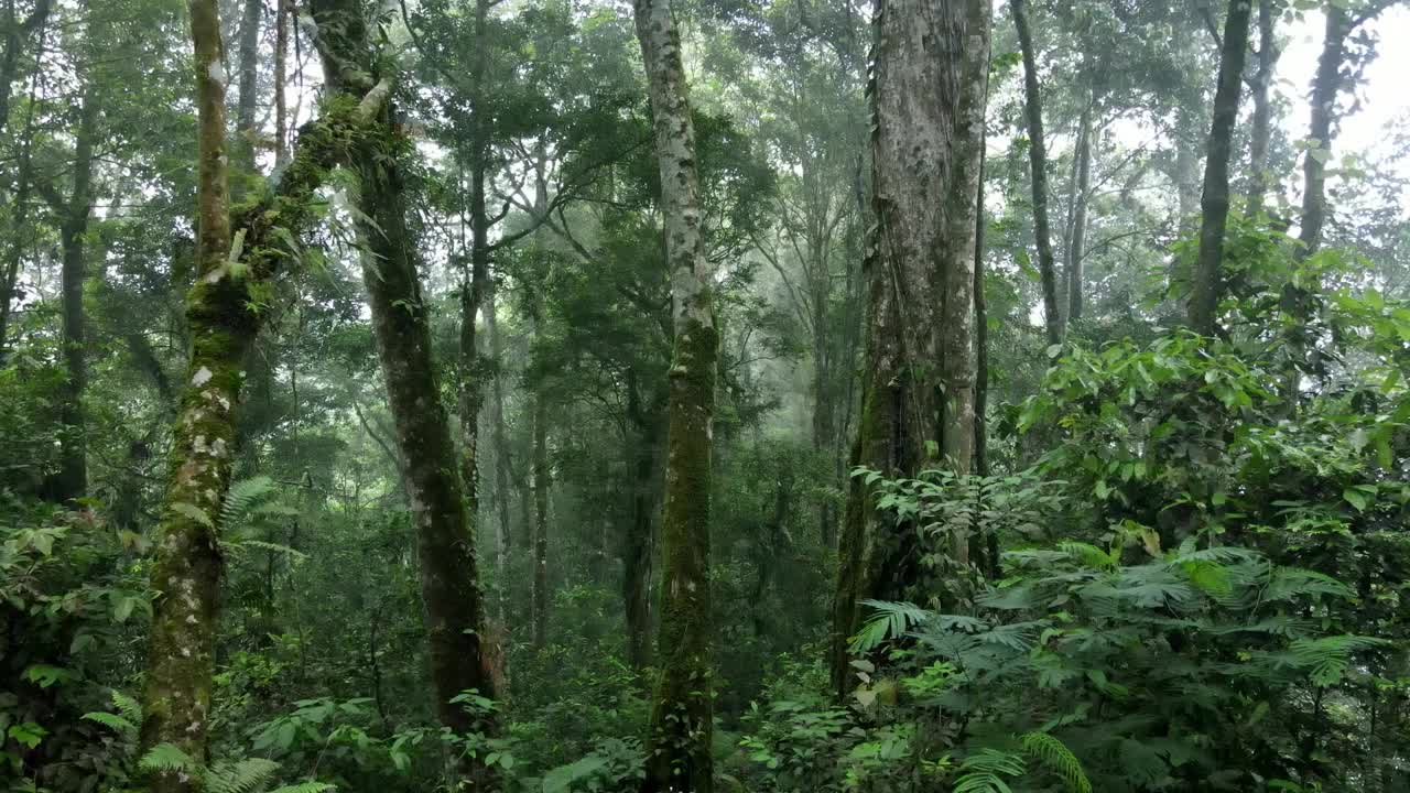 无人机在美丽茂密的热带森林中拍摄视频下载