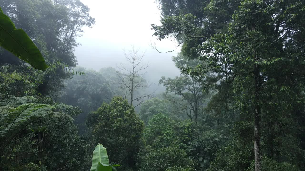 无人机拍摄的美丽朦胧的热带森林景观视频素材