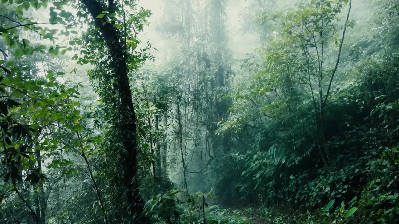 无人机拍摄的美丽朦胧的热带森林景观视频素材