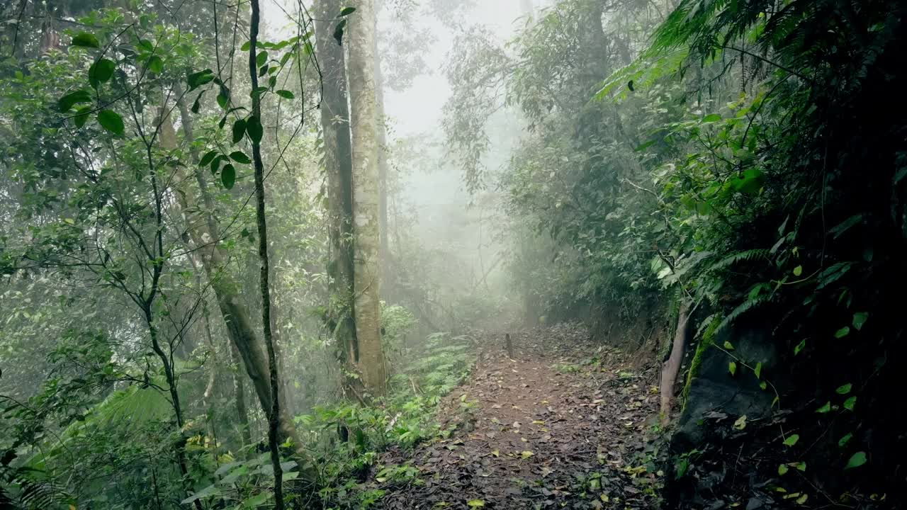 无人机拍摄的美丽朦胧的热带森林景观视频素材