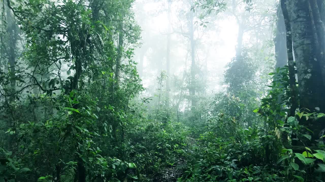 无人机拍摄的美丽朦胧的热带森林景观视频素材