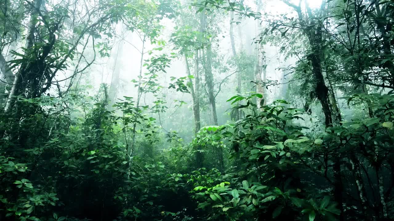 无人机拍摄的美丽朦胧的热带森林景观视频素材