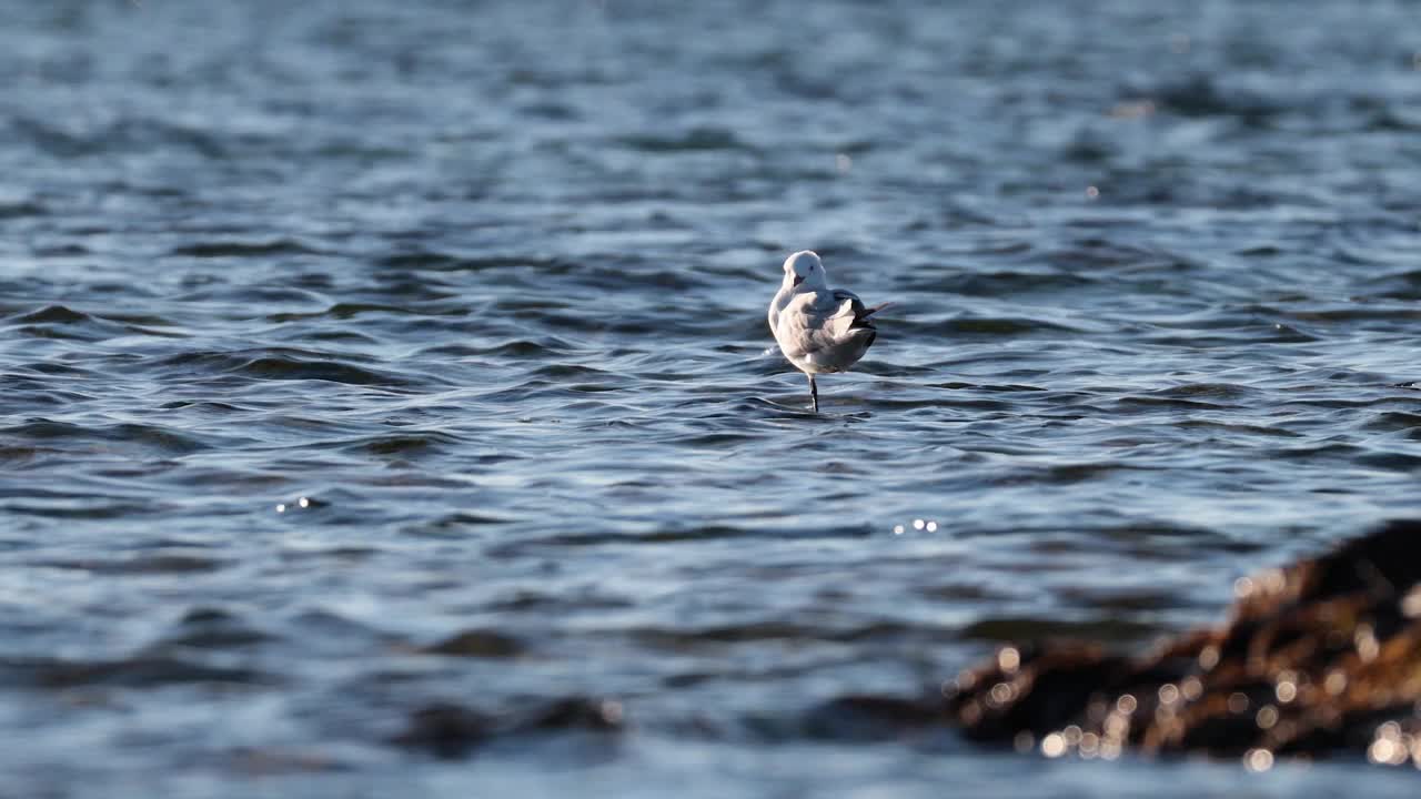 海鸥站在海浪中视频素材