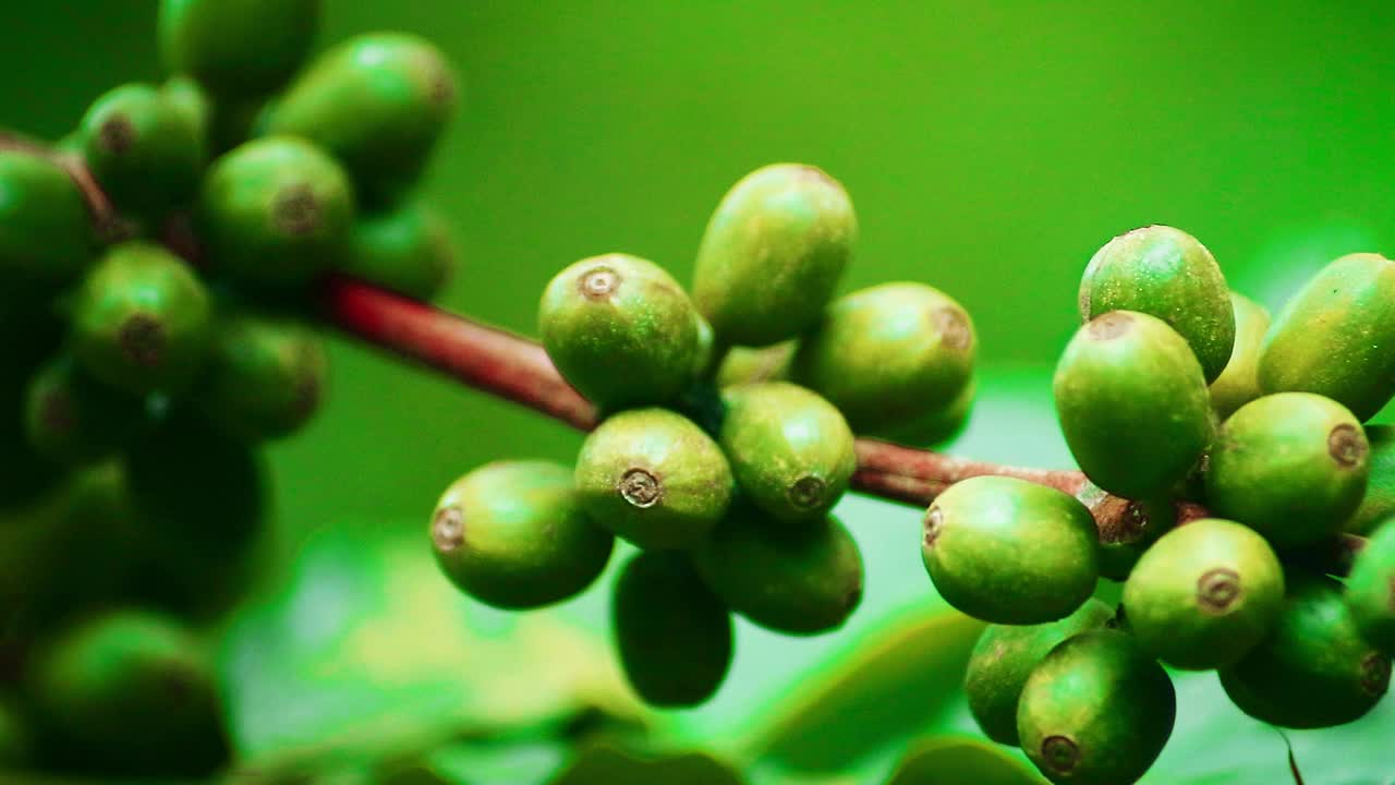 未成熟咖啡樱桃的特写镜头视频素材