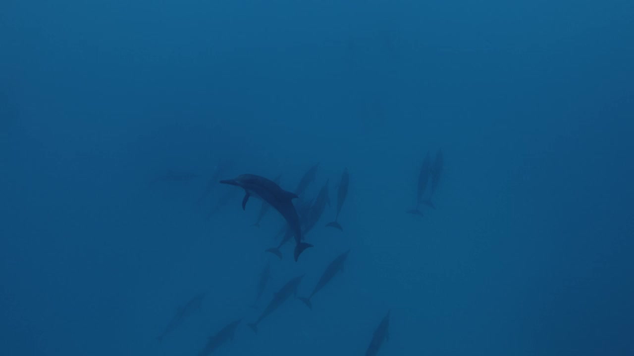 海豚群在蓝色的海洋里游泳。水下海豚家族视频素材