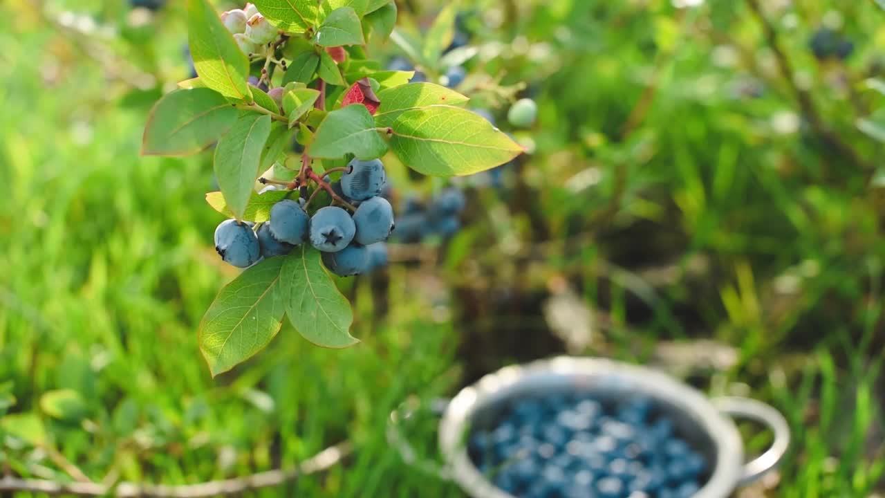 蓝莓——花园里新鲜浆果的枝条。视频素材