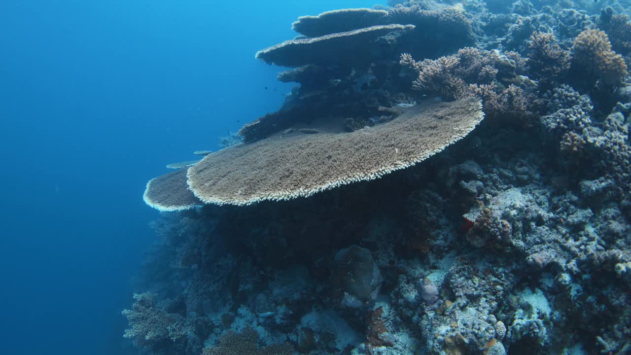 深海中珊瑚的水下景观。慢动作，在热带海域潜水视频素材