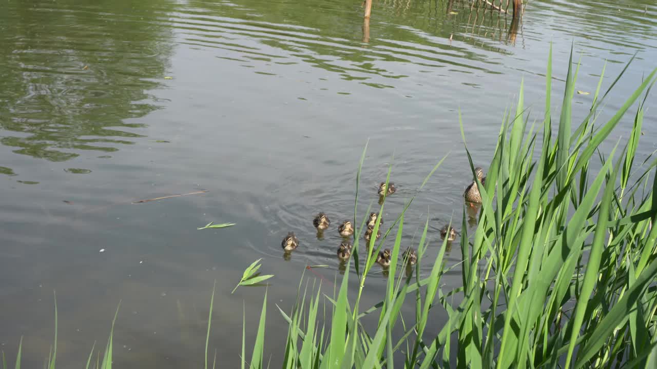 鸭妈妈和小鸭们在水里游泳视频下载