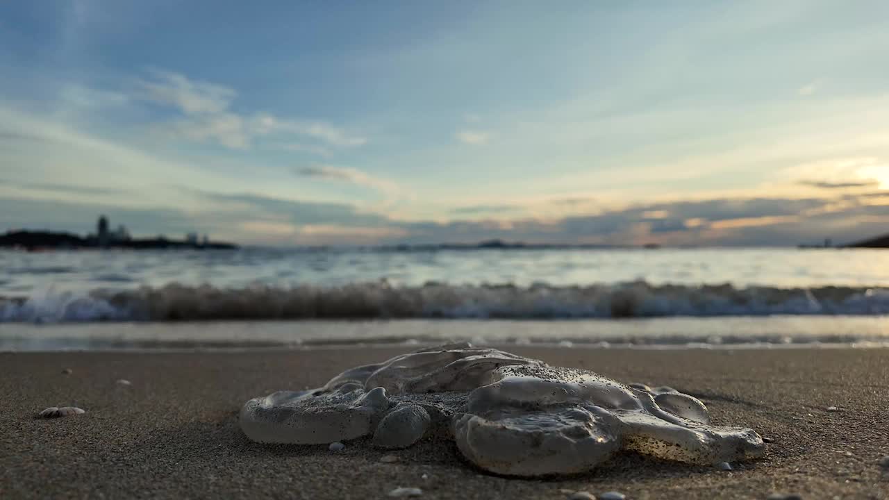 海滩上的死水母。视频下载