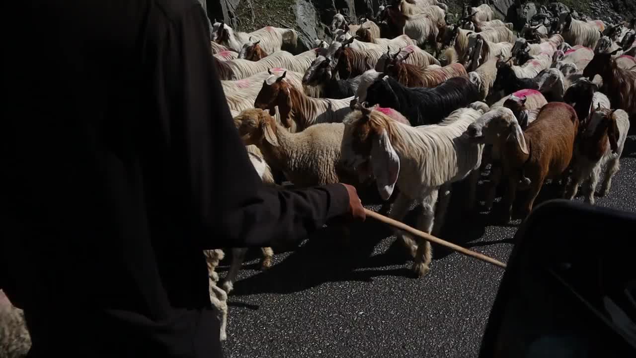 牧羊人视频下载