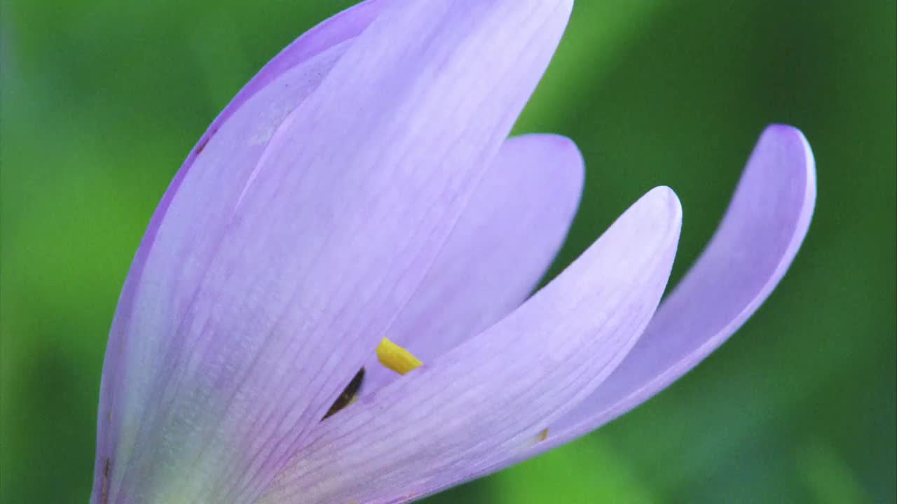 蜜蜂在秋天开花，番红花在夏天开花视频素材