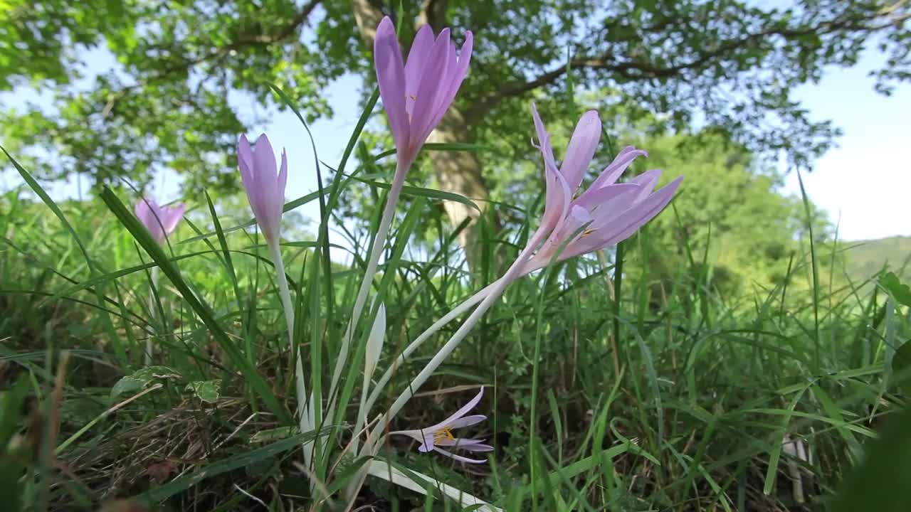 夏天在秋天的番红花上蜜蜂视频素材