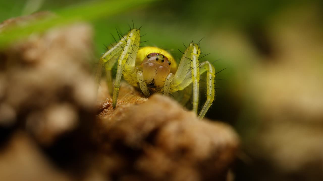 黄瓜绿蜘蛛(Araniella cucurbitina)在其自然栖息地的分布。微距镜头中的爬行蜘蛛视频素材