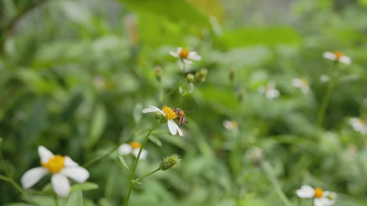 蜜蜂在白花上飞翔。视频素材