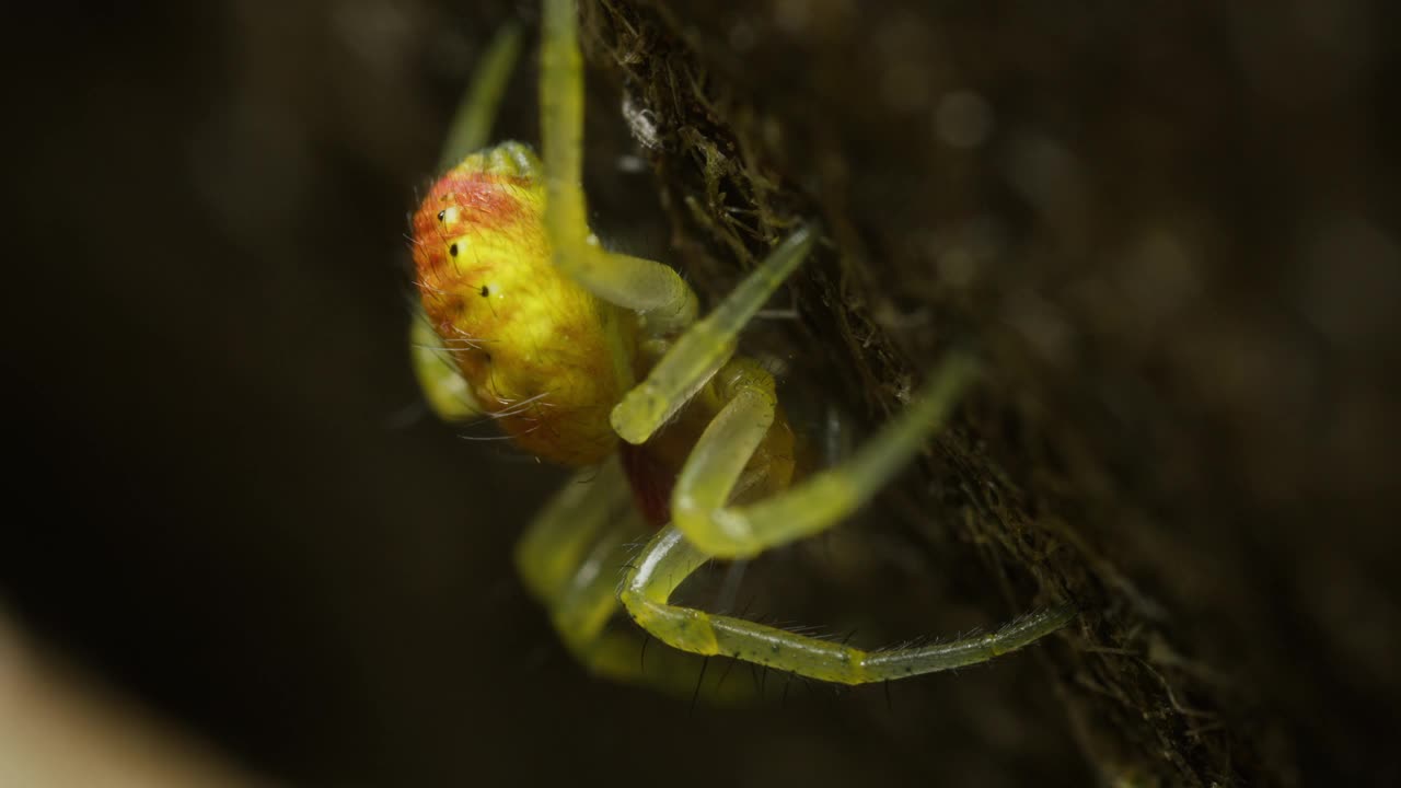 黄瓜绿蜘蛛(Araniella cucurbitina)在网上的微距镜头视频素材