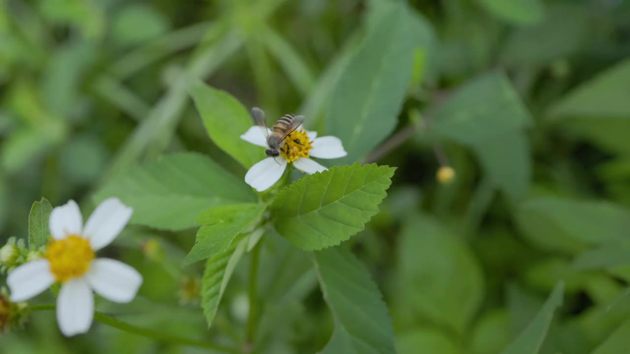 蜜蜂在白花上飞翔。视频素材