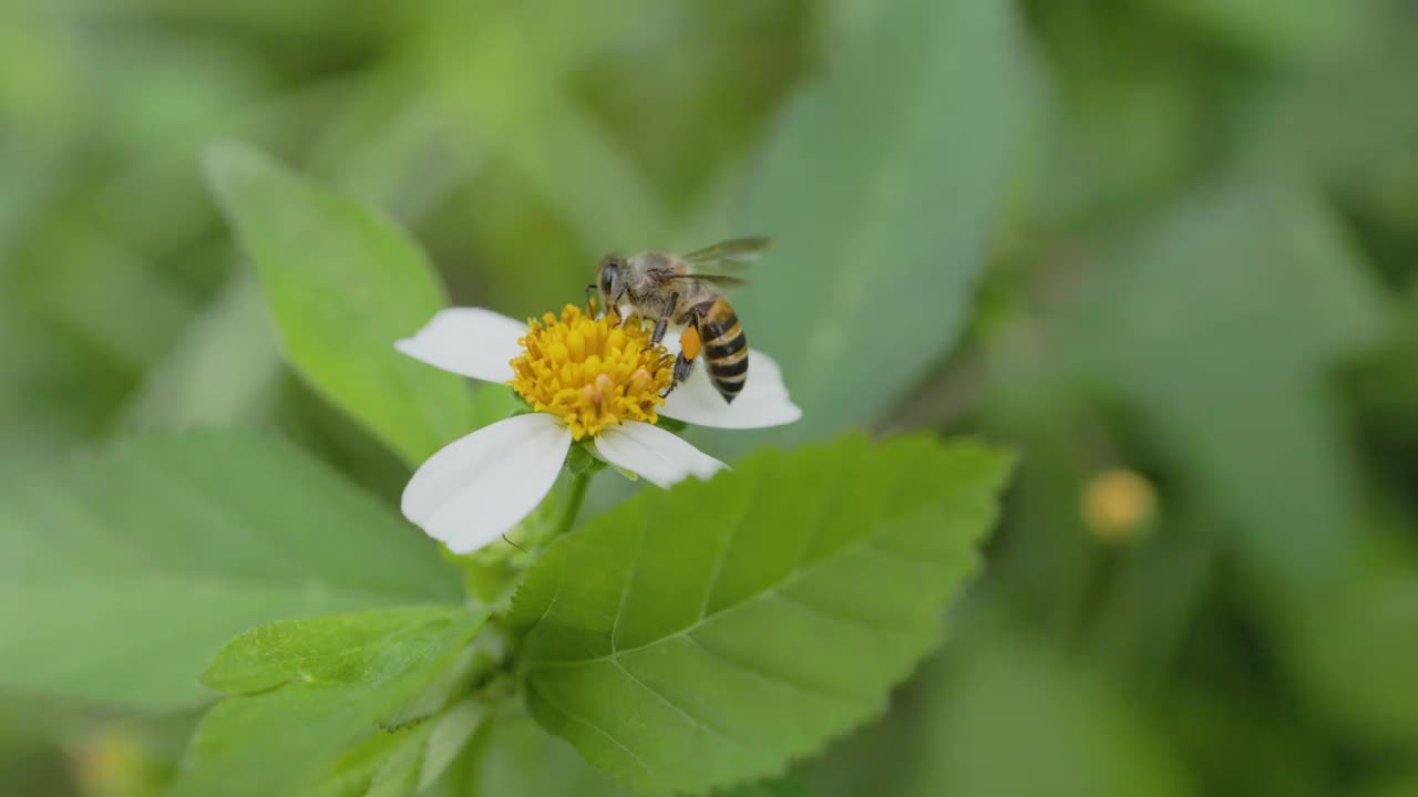 蜜蜂在白花上飞翔。视频下载