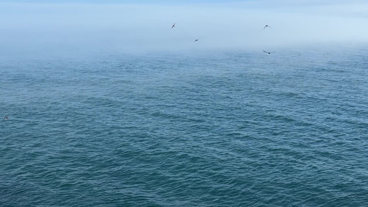 流动的海浪和鸟儿。视频素材